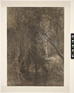 View in the Woods with a Small Water, near Wolfheze, Netherlands